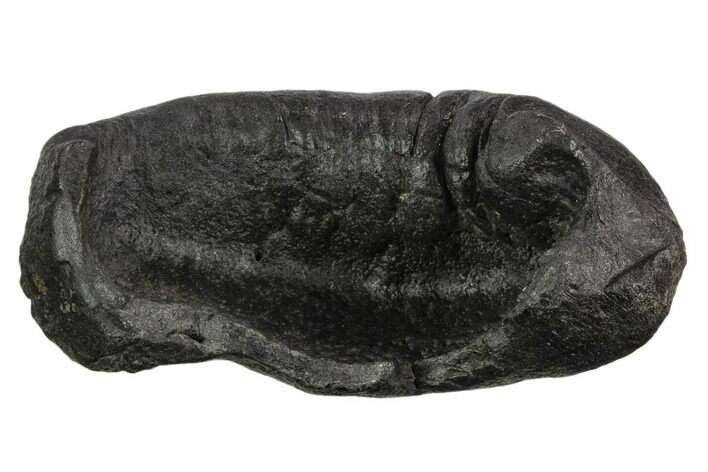 Large, 4.25" Fossil Whale Ear Bone - Miocene